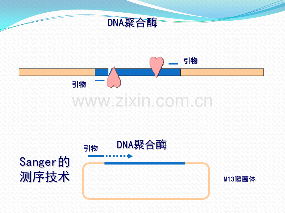 PCR扩增技术.pptx_第2页