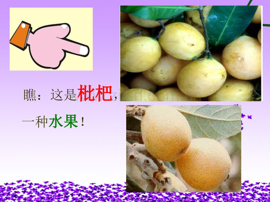 2015语文S版语文二上枇杷和琵琶.pptx_第2页