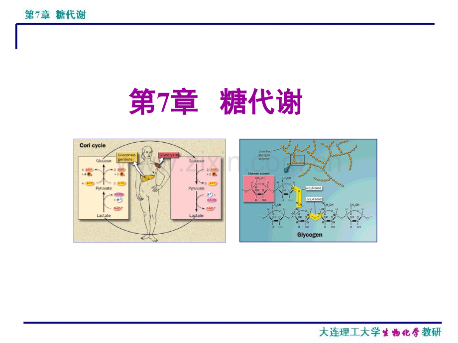 7-糖代谢.pptx_第1页