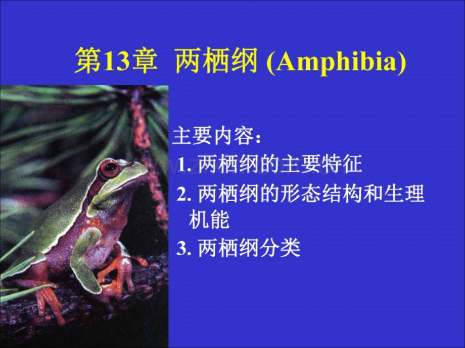 脊索动物门两栖纲.pptx_第1页