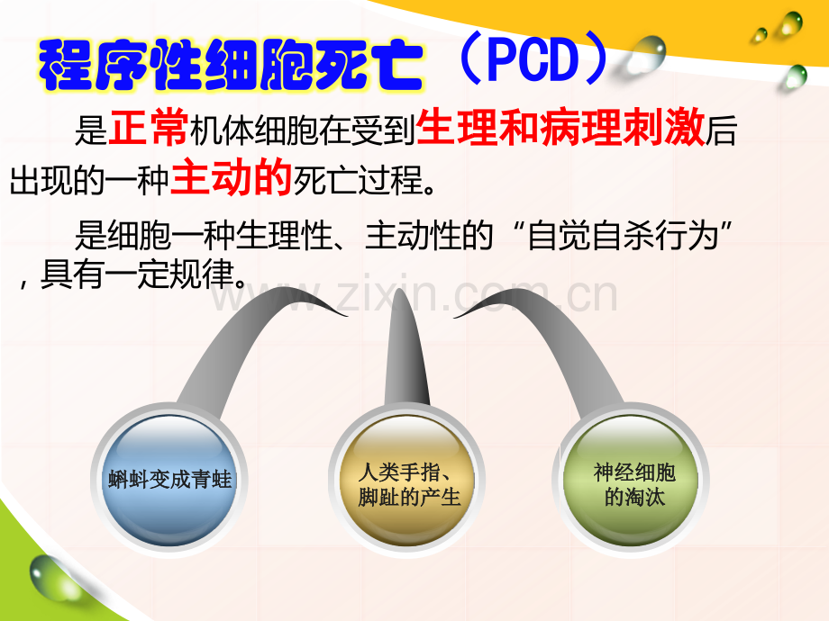 细胞程序性死亡.pptx_第2页