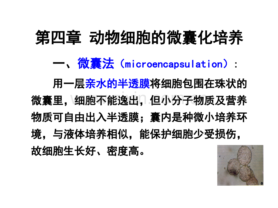 第四篇动物细胞微囊化培养.pptx_第1页