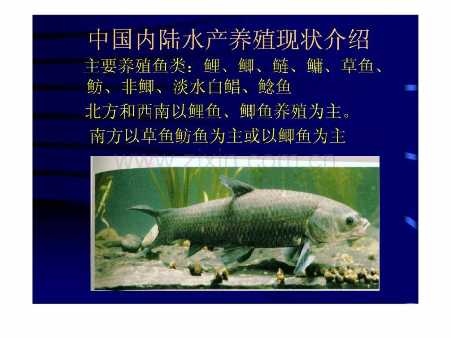 淡水鱼类营养及饲料..pptx_第2页