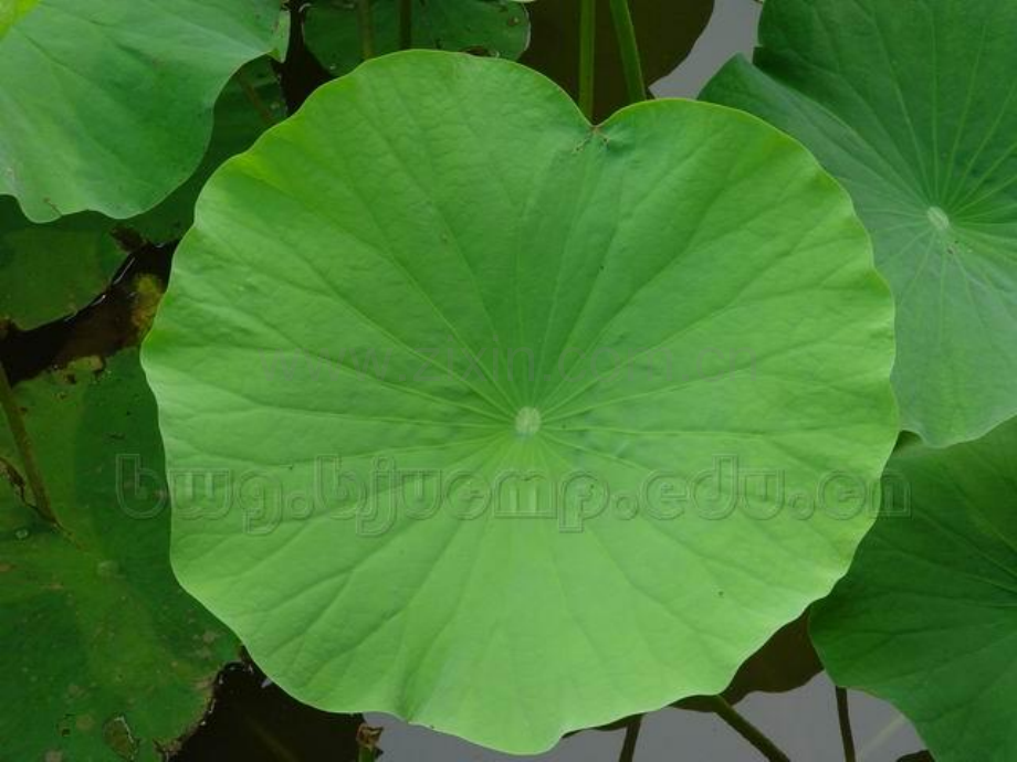 部编版一年级语文下册13荷叶圆圆.pptx_第2页