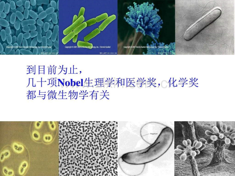 微生物的实验室培养-版.pptx_第1页
