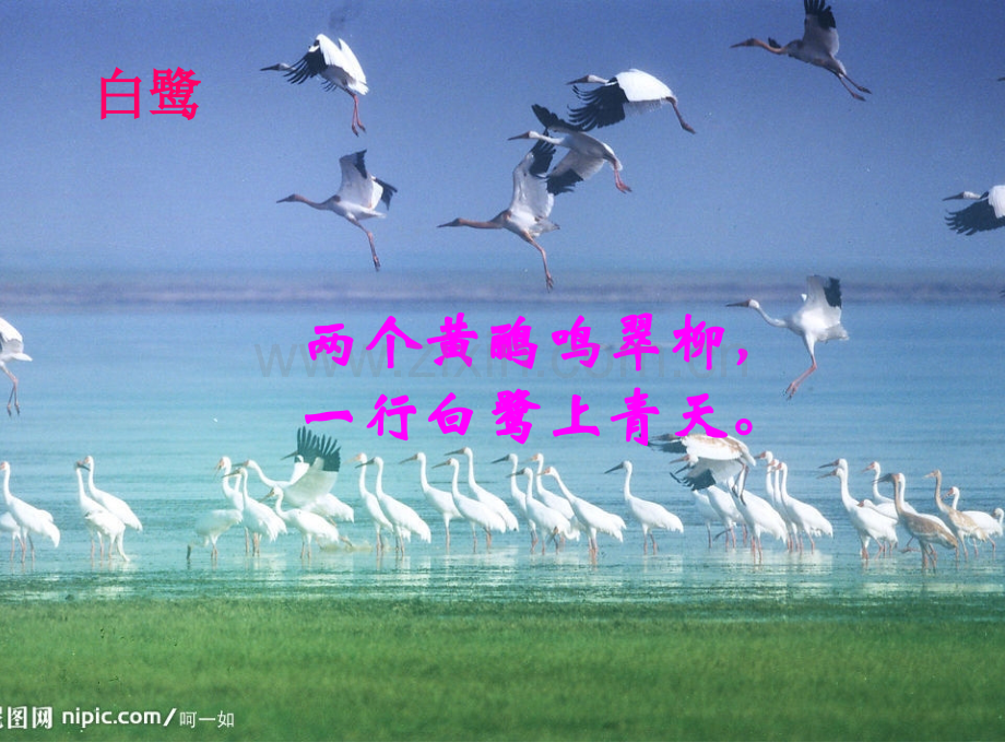 动物在生物圈中的作用共51张.pptx_第2页