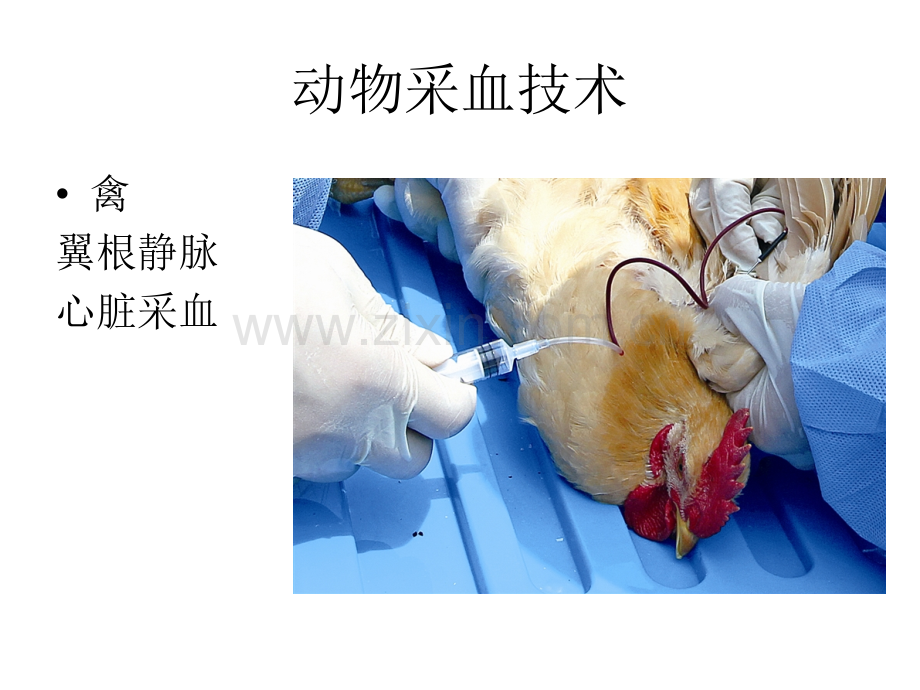 临床血液学检查常见实验室技术.pptx_第2页