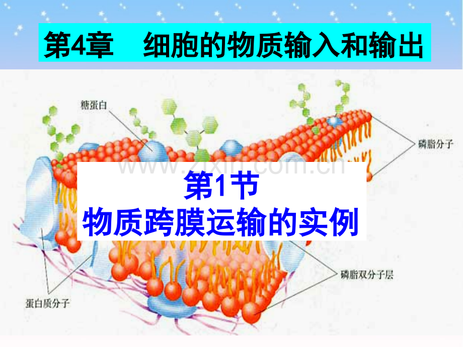 41物质跨膜运输实例.pptx_第1页