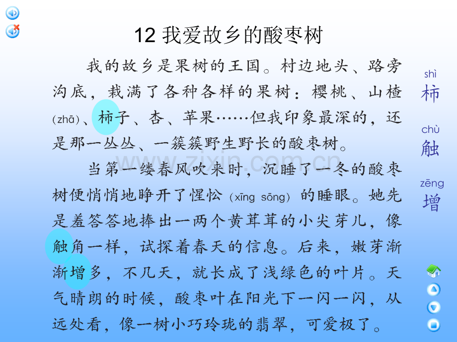 我爱故乡的酸枣树.pptx_第2页