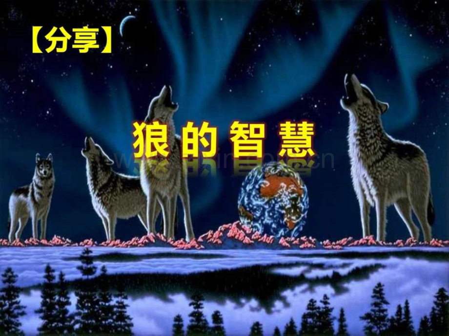 狼的智慧狼性管理.pptx_第1页