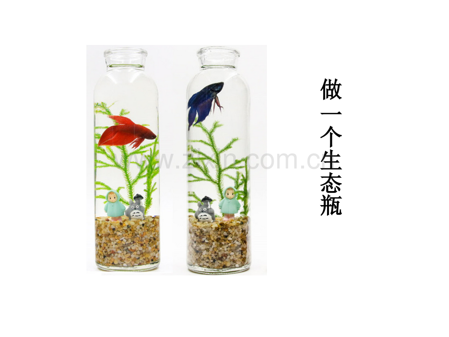 6做一个生态瓶.pptx_第1页