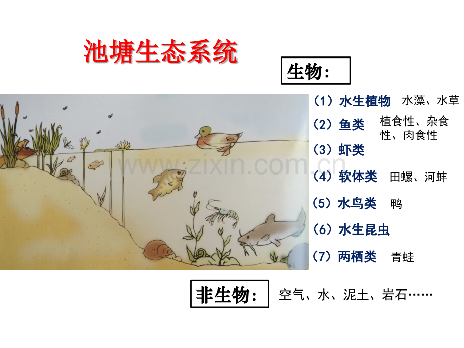 6做一个生态瓶.pptx_第2页