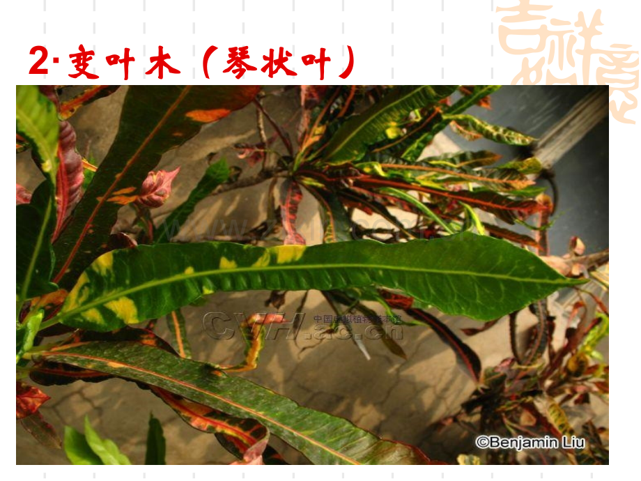 常用园林绿化树种图例.pptx_第2页