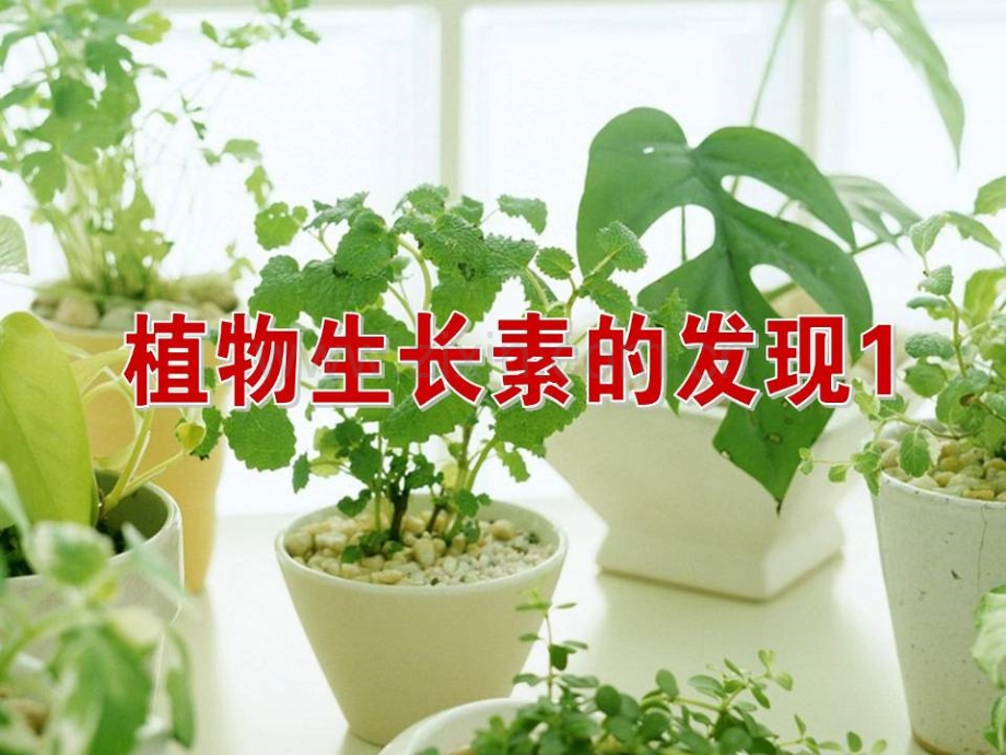 高三生物植物生长素发现.pptx_第1页