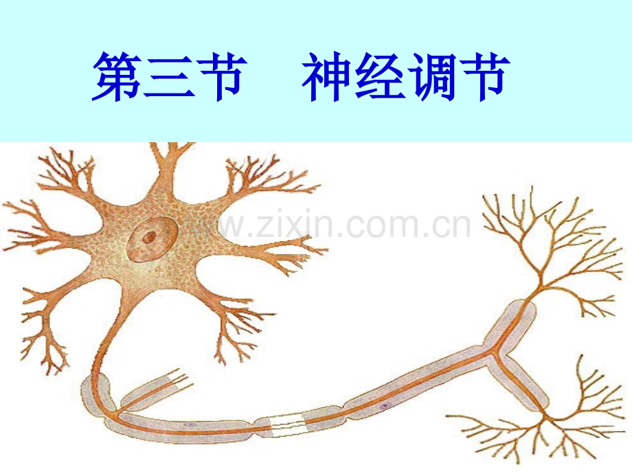 高三神经调节.pptx_第1页