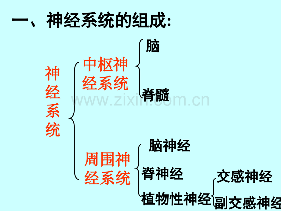 高三神经调节.pptx_第2页