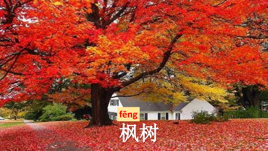 2017部编版二年级上册树之歌.pptx_第1页