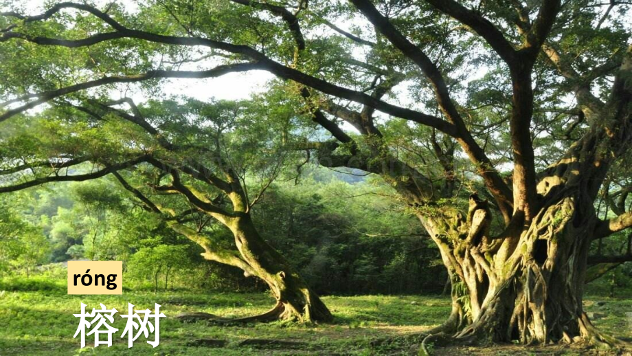 2017部编版二年级上册树之歌.pptx_第2页