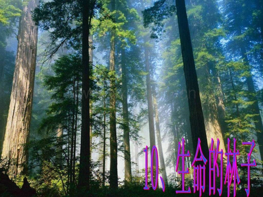 生命的林子图文.pptx_第1页