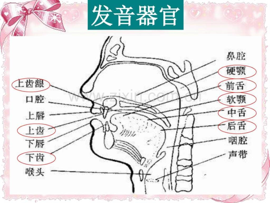 英语全套音标学习.pptx_第2页