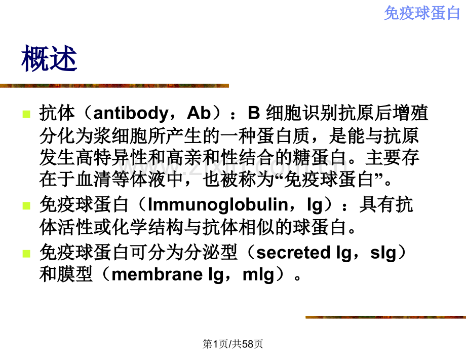 免疫球蛋白1.pptx_第1页