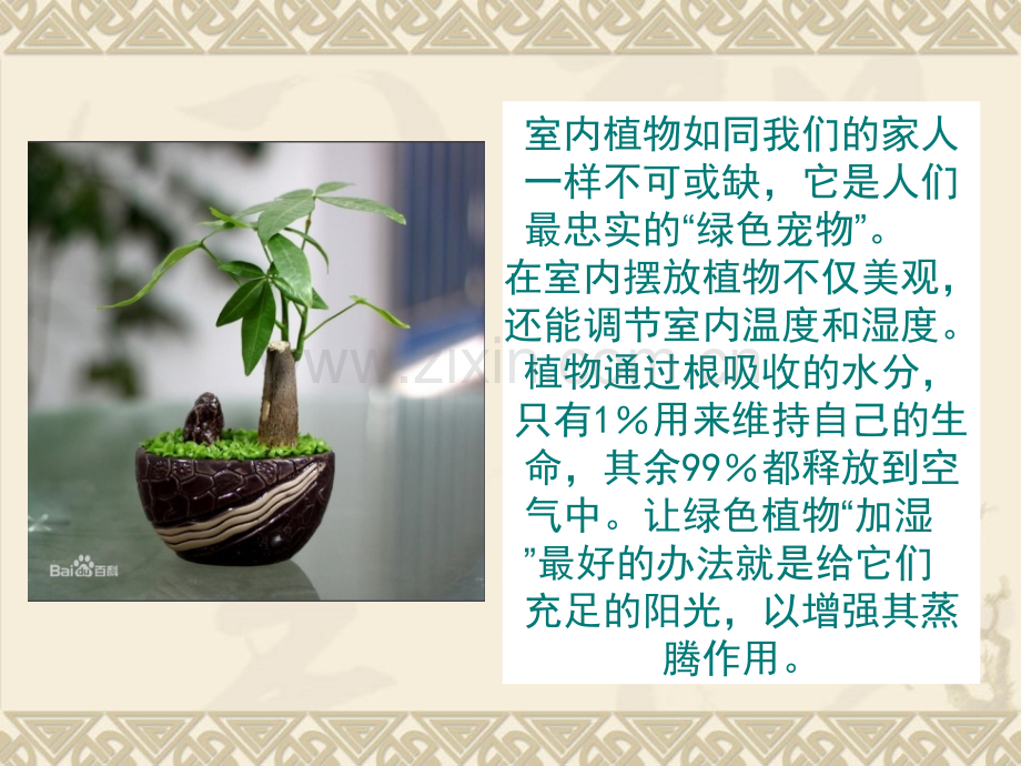 现代室内绿化设计.pptx_第2页