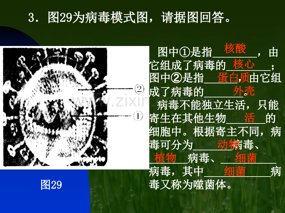 初中教育微生物在生物圈中作用.pptx_第2页