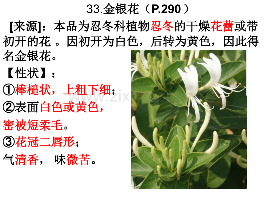 金银花青蒿3337.pptx_第1页