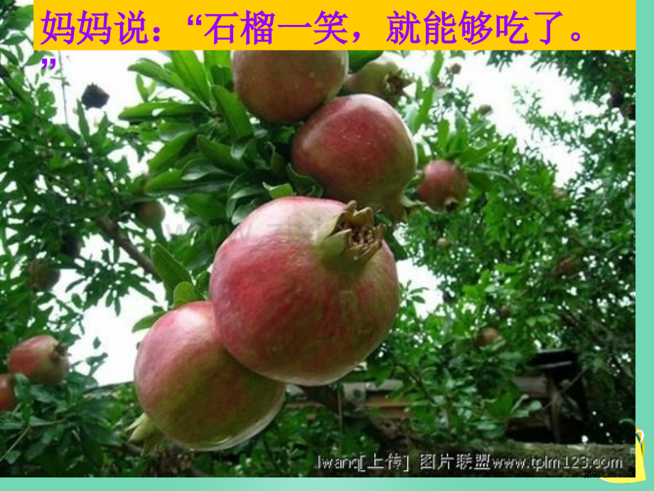s版语文第一册石榴笑了市名师优质课比赛一等奖市公开课获奖课件.pptx_第2页