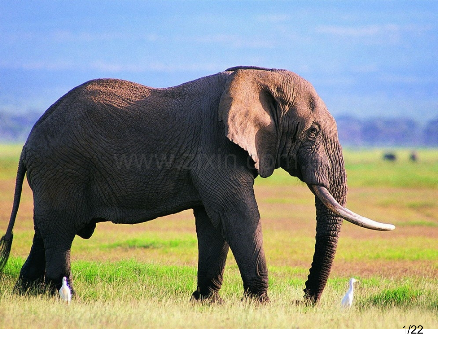 《最后一头战象》教学课件3市公开课获奖课件省名师优质课赛课一等奖课件.ppt_第1页