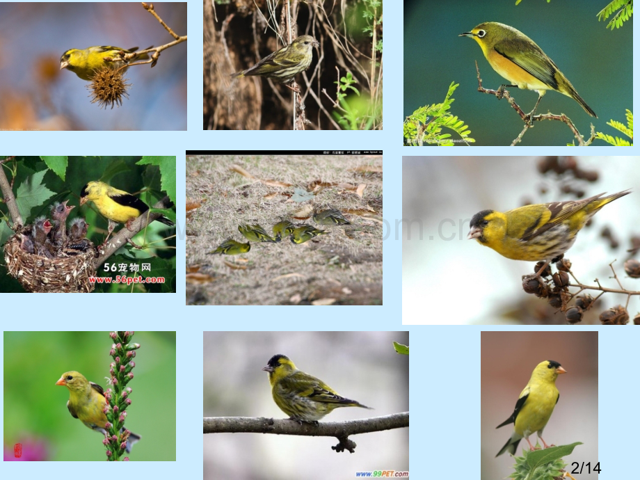 《黄鸟》教案课件市公开课获奖课件省名师优质课赛课一等奖课件.ppt_第2页