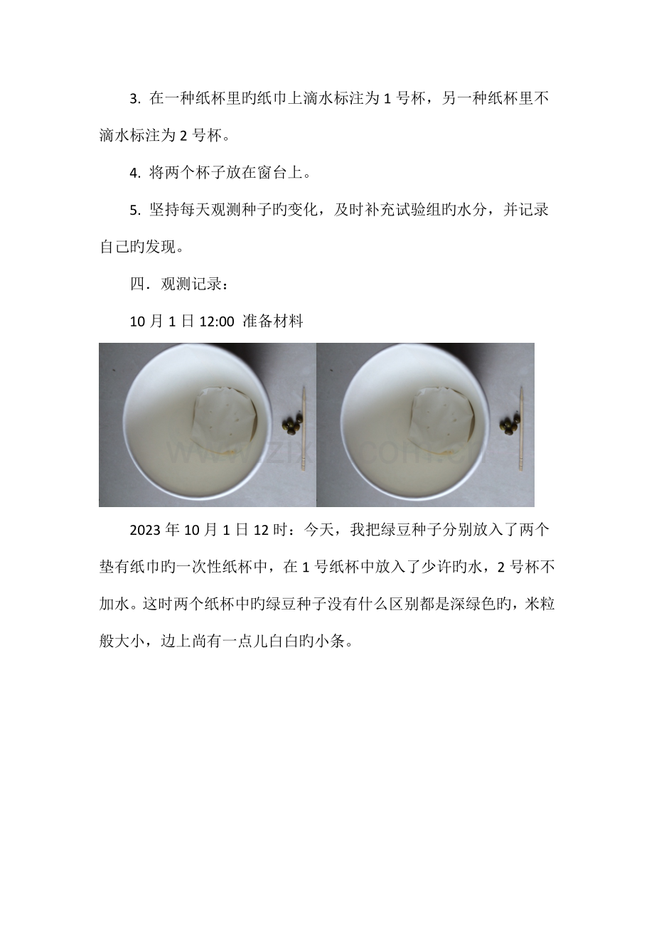 2023年绿豆种子发芽的实验报告.doc_第2页