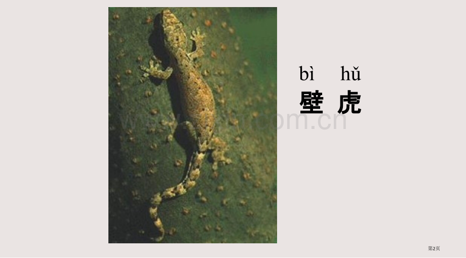 第十七课小壁虎借尾巴市公共课一等奖市赛课金奖课件.pptx_第2页