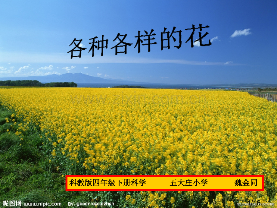 科教版四年级下册科学各种各样的花省名师优质课赛课获奖课件市赛课一等奖课件.ppt_第1页
