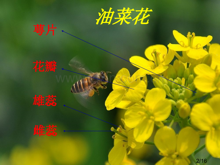 科教版四年级下册科学各种各样的花省名师优质课赛课获奖课件市赛课一等奖课件.ppt_第2页