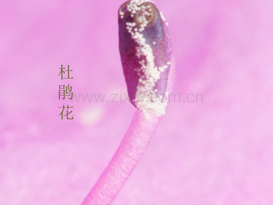 花果实和种子.pptx_第2页
