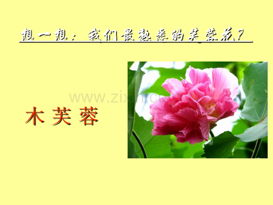 芙蓉花的传说精.pptx_第2页