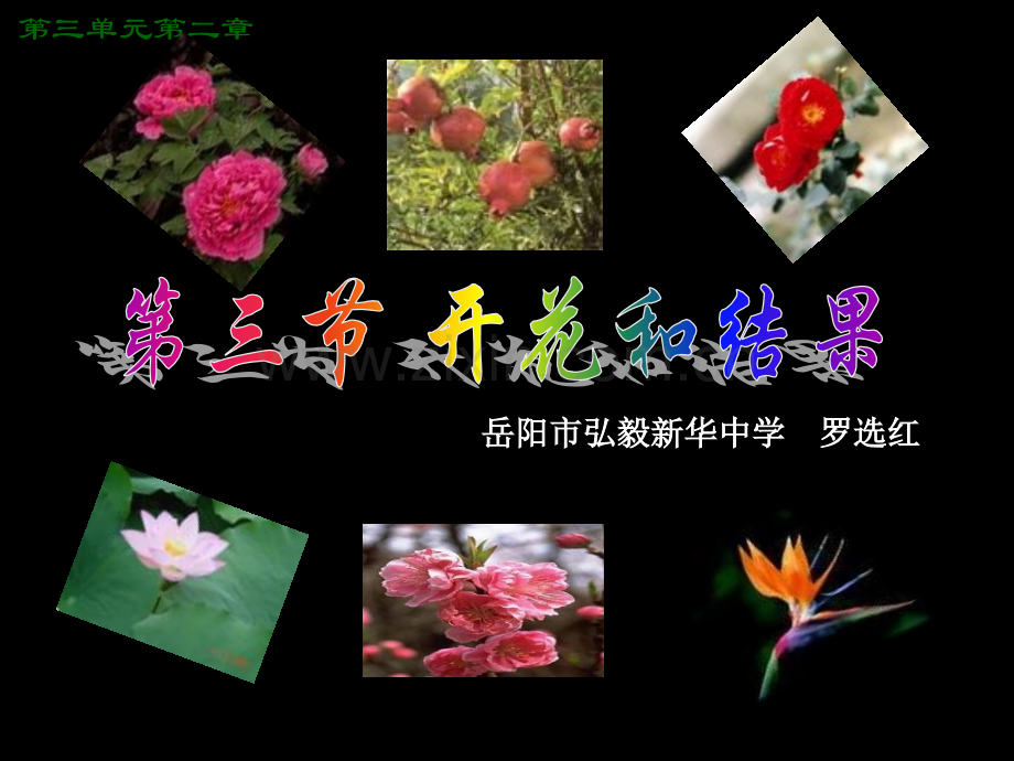 花瓣雄蕊雌蕊.pptx_第1页