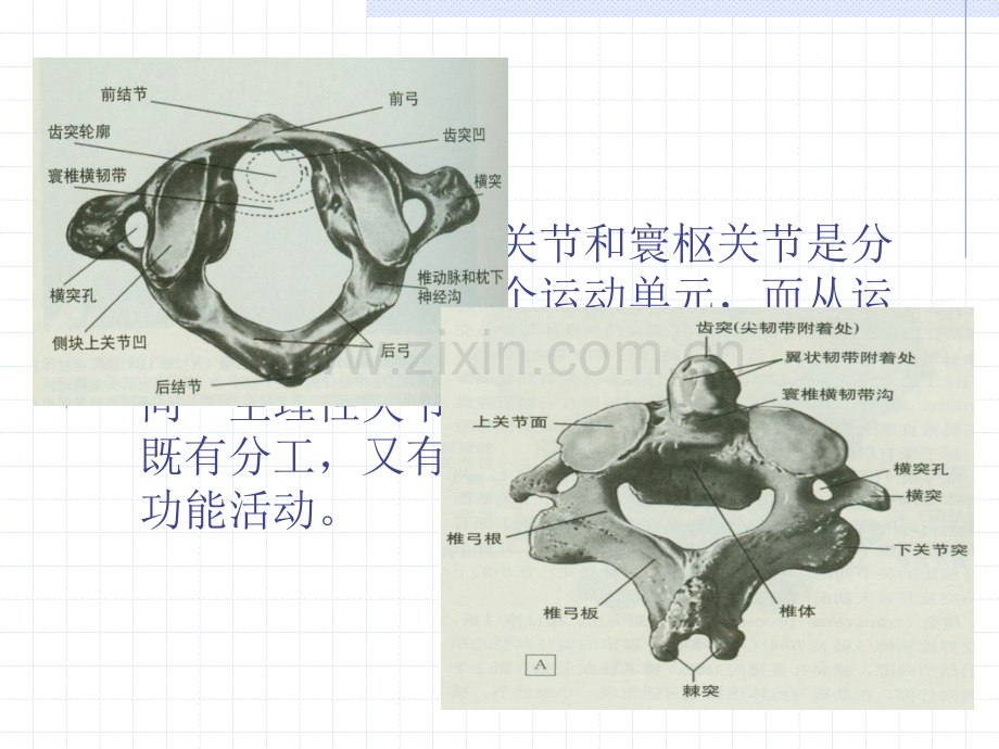 枕寰枢复合关节疾病推拿治疗.pptx_第2页