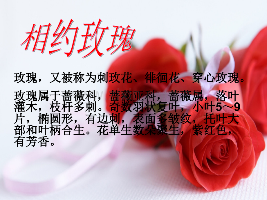 花卉作业.pptx_第2页