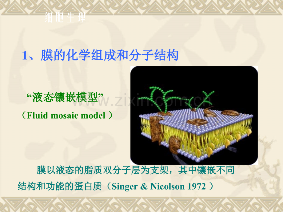第二章++细胞的基本功能.pptx_第2页