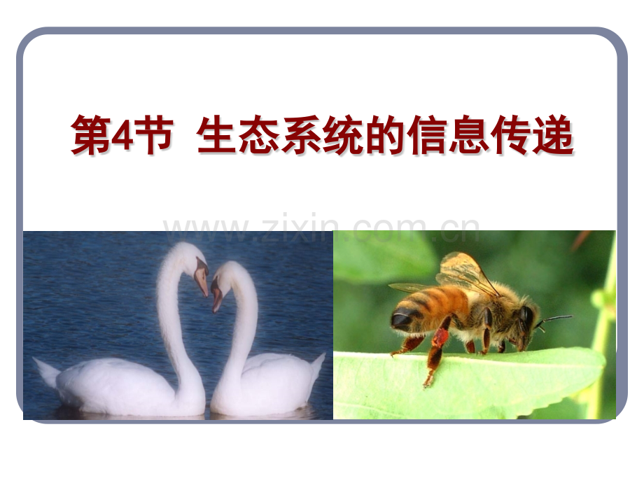 生态系统的信息传递课件欧素枝.pptx_第1页