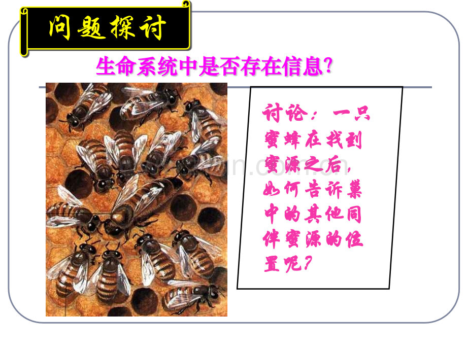 生态系统的信息传递课件欧素枝.pptx_第2页