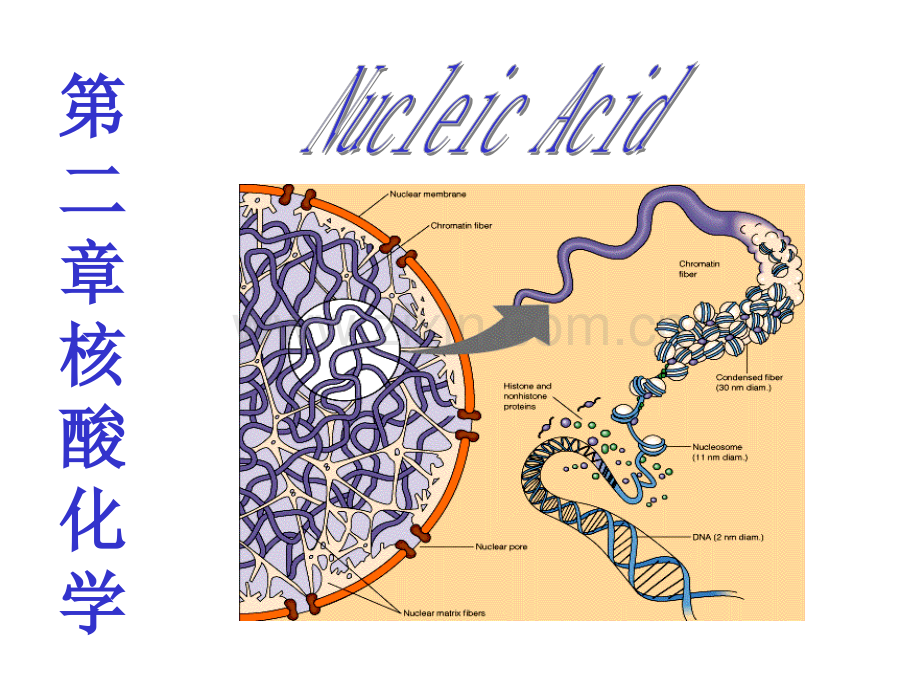 第二章+核酸化学.pptx_第1页