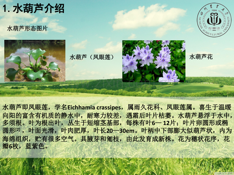 生态入侵者-水葫芦.pptx_第2页