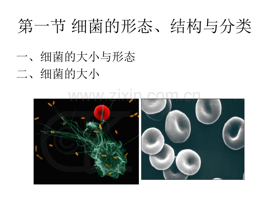 细菌学概述授课.pptx_第2页