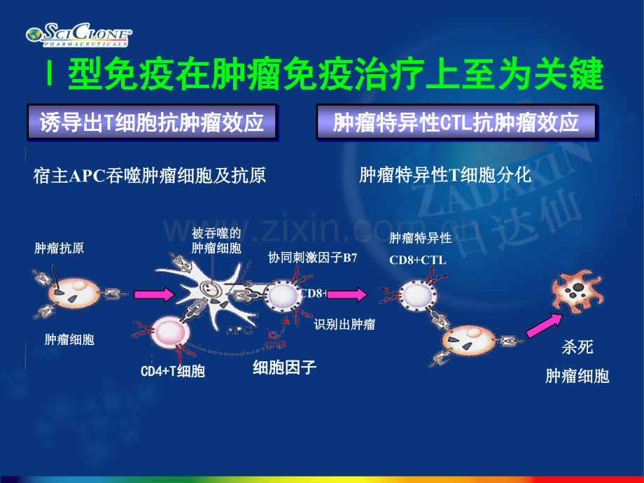 日达仙在肿瘤的应用.pptx_第2页