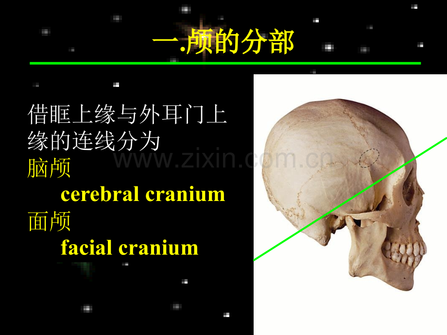 系解之颅四肢骨.pptx_第2页