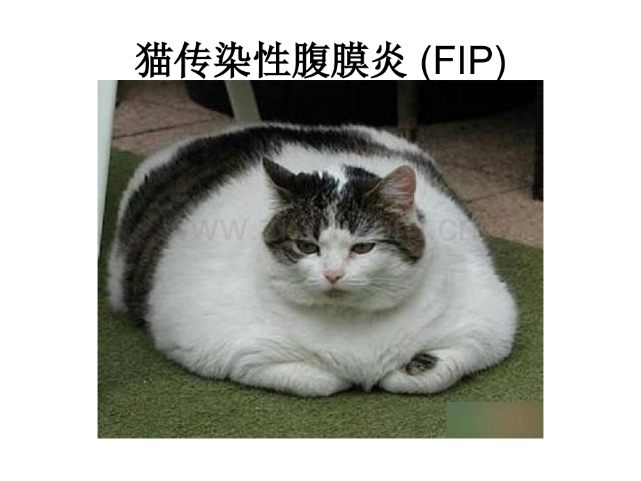 猫的传染性腹膜炎.pptx_第1页