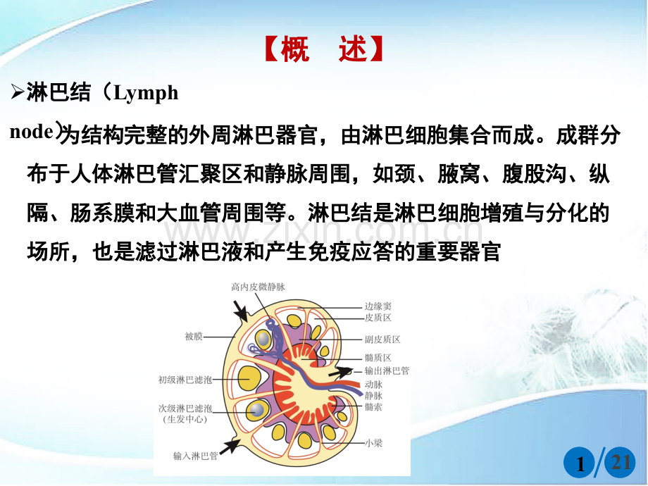 淋巴结肿大.pptx_第2页